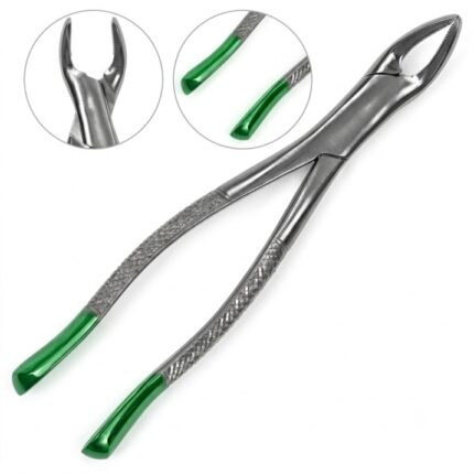 Extraction Forceps #151 Green Handle | VS Surgico