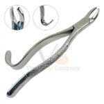 Dental Tooth Extracting Forceps 10s With Serrated Jaws | Dental Extracting Forceps | VS Surgico